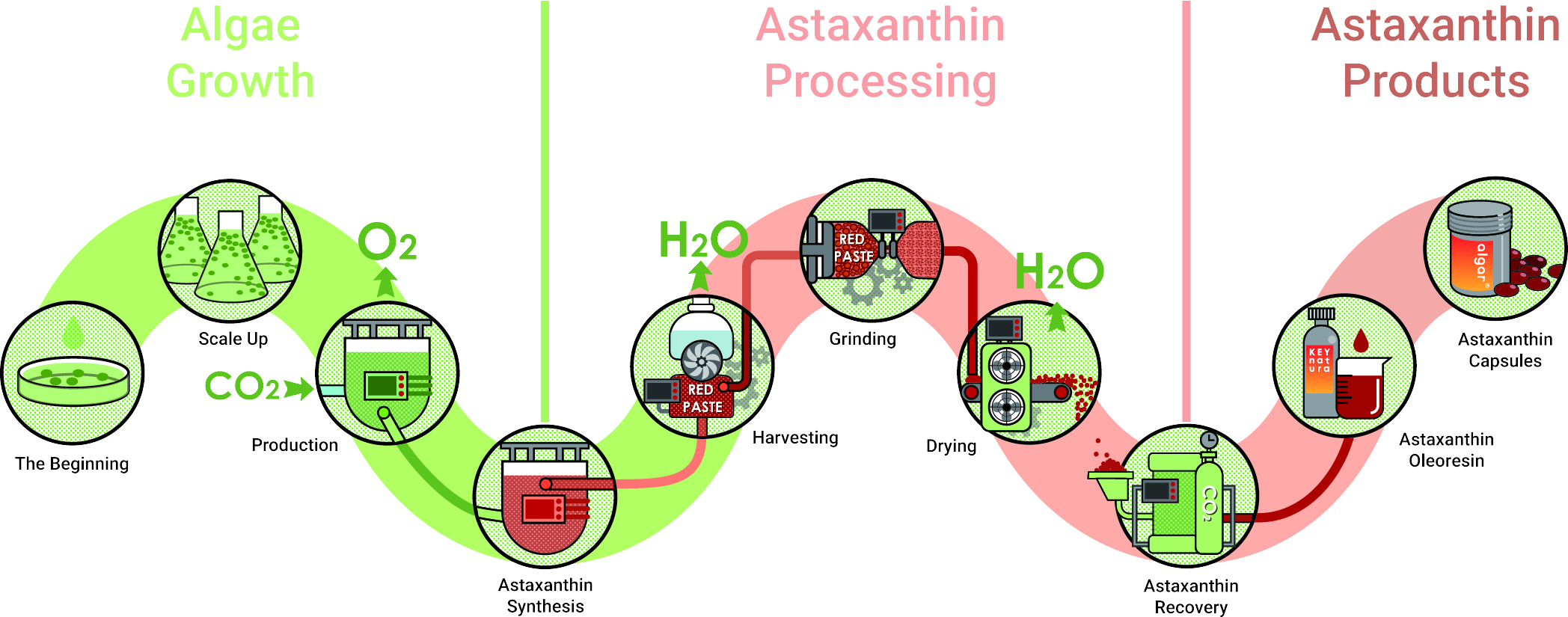 Isländsk natur och astaxanthin-formulering — Saga Natura